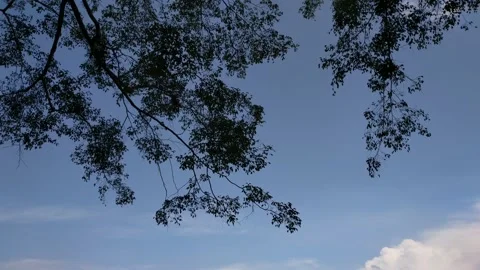 Banyan tree or binomial name (Ficus benjamina) Stock-Footage 209239848