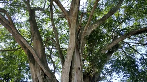 Banyan tree or binomial name (Ficus benjamina) Stock Footage 209270495
