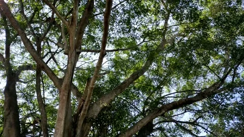 Banyan tree or binomial name (Ficus benjamina) Stock Footage 209270507