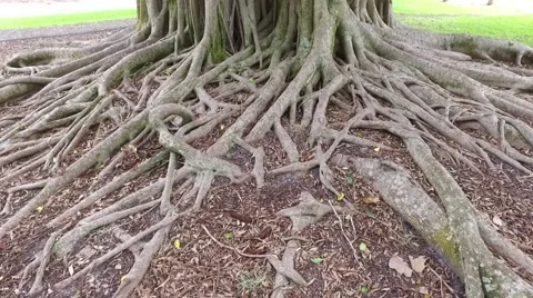 Banyan tree pan up and down Stock Footage 56729665