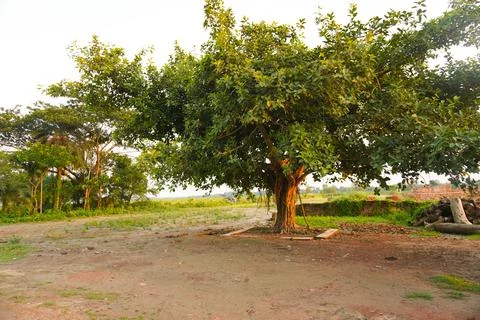 Banyan tree in the park Stock Photos