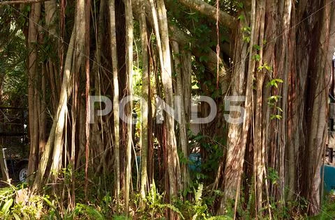 Banyan tree Stock Photos
