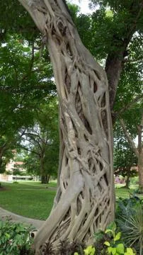 Banyan tree Stock Photos