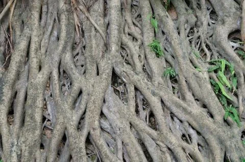 Banyan tree Stock Photos