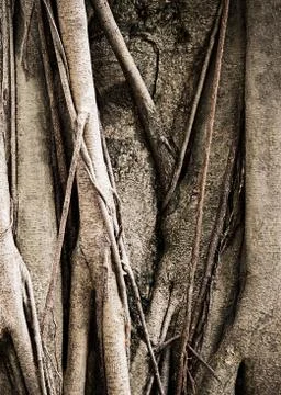 Banyan tree Stock Photos