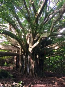 Banyan tree Stock Photos