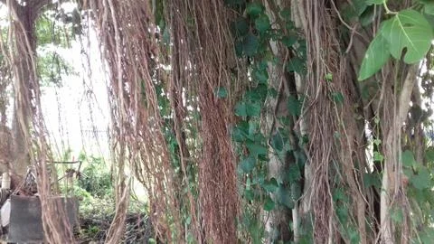 Banyan tree Stock Photos