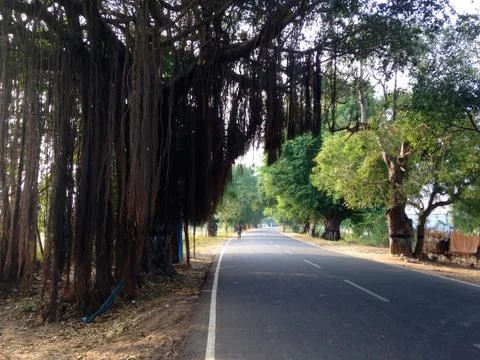 Banyan Tree Stock Photos