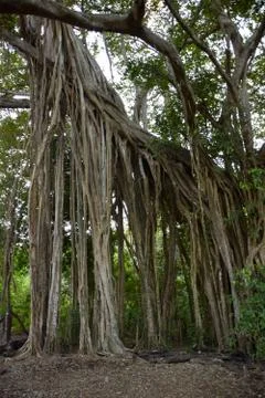 Banyan tree Stock-Fotos