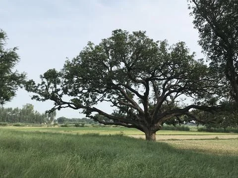 The banyan tree Stock Photos
