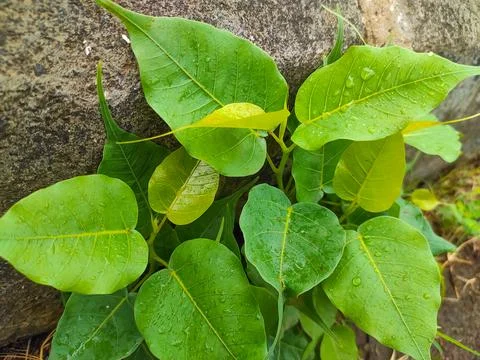 Banyan Tree Stock Photos