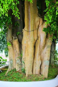Banyan tree Stock Photos