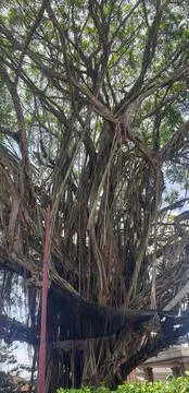 Banyan Tree Stock Photos
