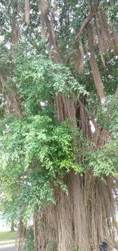 Banyan Tree Stock Photos