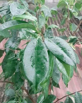 Banyan tree Fotos de archivo