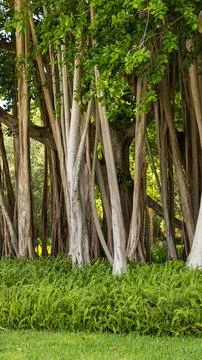 Banyan tree Stock Photos