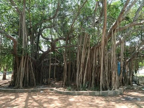 Banyan tree Stock Photos