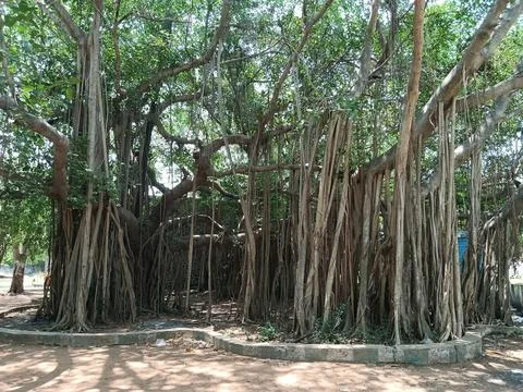 Banyan tree Stock Photos