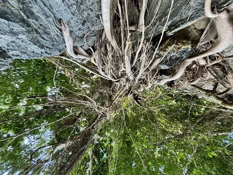 Banyan tree Stock Photos
