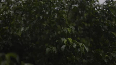 Banyan Tree On A Rainy Day 01 Stock Footage 311565916
