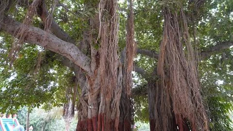 Banyan tree with red base paint and playground behind Foto stock