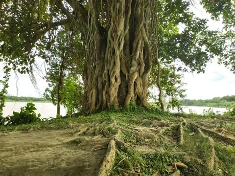 Banyan tree by the river Stock Photos