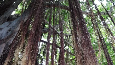 Banyan tree root gentle blown by the little wind Stock Footage 139950235
