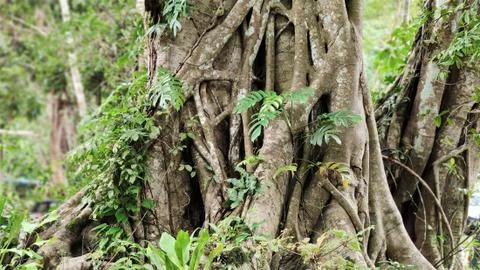 Banyan tree root Photos
