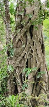 Banyan tree root Stock Photos