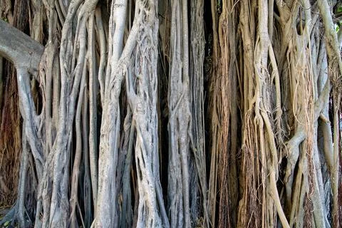 Banyan tree root texture Stock Photos