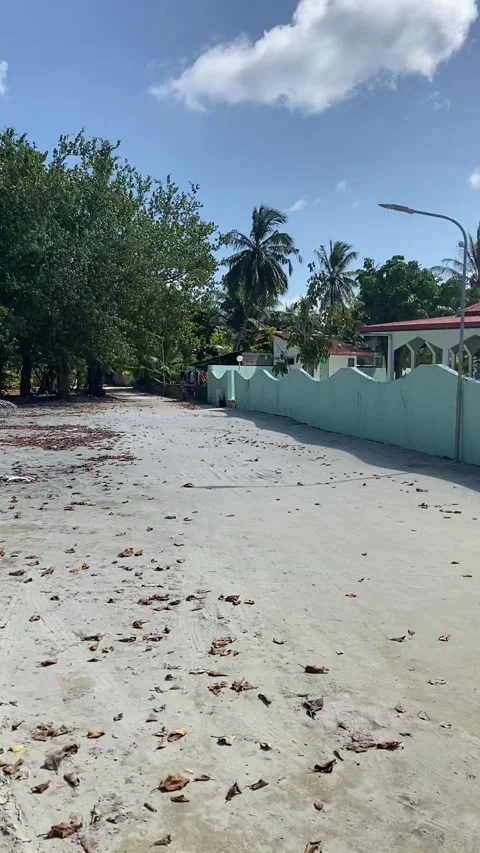 Banyan tree roots and tropical pathway on local island Maldives 9:16 Stock Footage 344699657