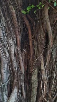 Banyan Tree Roots and Trunk Texture. Natural Background Stock Photos