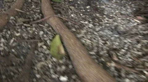 Banyan tree from roots to branches Stock Footage 737383