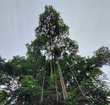 Banyan tree roots dangling to the ground Stock Photos