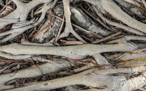 Banyan tree roots Stock Photos