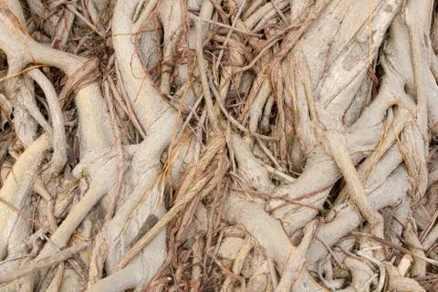 Banyan tree roots Stock Photos