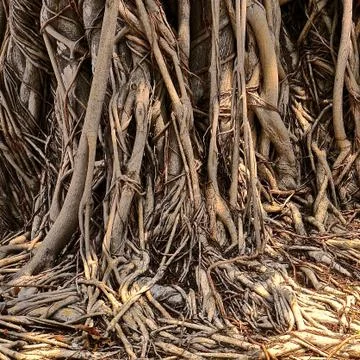 Banyan tree roots Foto stock