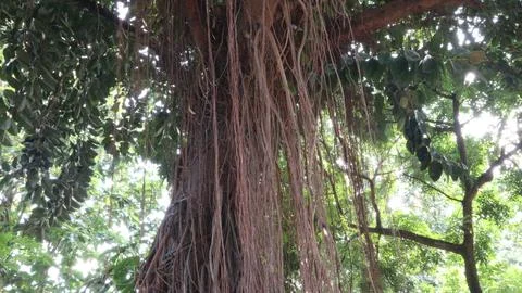 Banyan tree roots Stock-Fotos