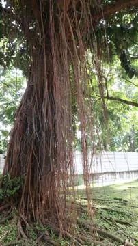 Banyan tree roots Stock-Fotos