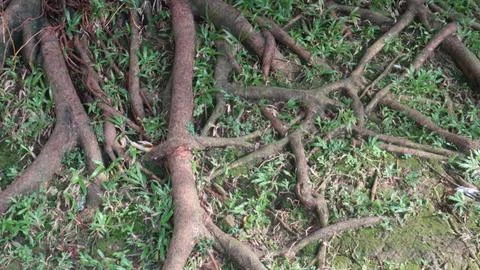 Banyan tree roots Stock-Fotos