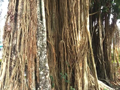 Banyan tree roots Stock Photos