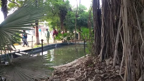 Banyan Tree Roots Surrounding Pond Enclosure at Karachi Zoological Garden in Stock Footage 342209201