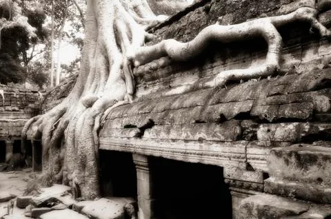 Banyan tree roots at Ta Prohm Stock Photos