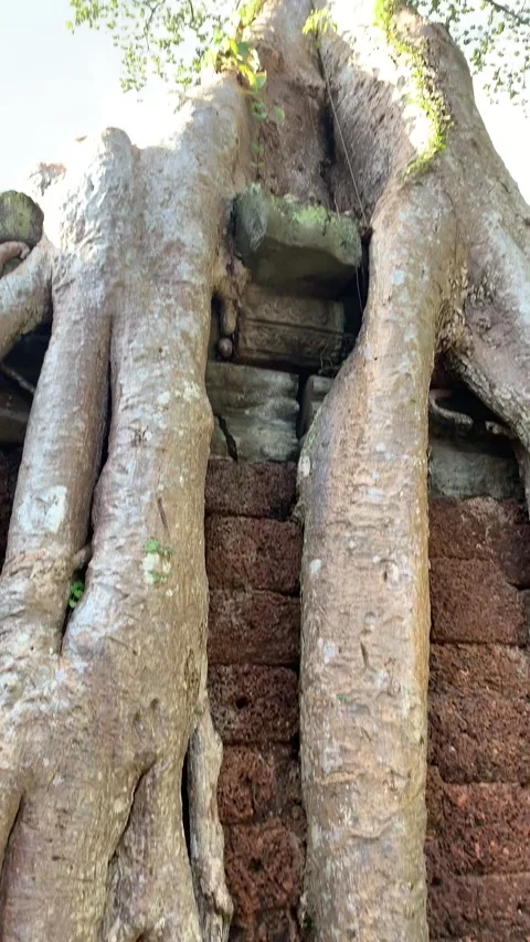 Banyan tree roots at a temple in Angkor Stock Footage 340665435
