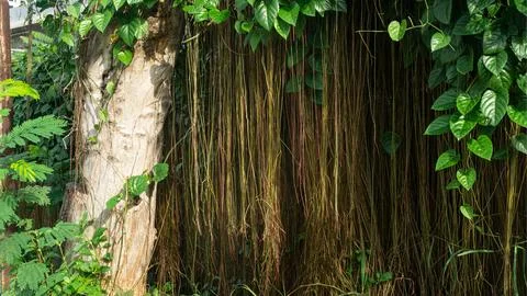 Banyan tree surrounded by clay grass Stock Photos