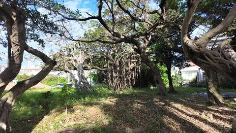 A Banyan Tree Surrounded: The Heart of a Tropical Grove Stock Footage 299972000