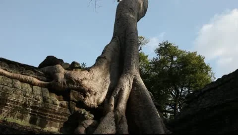Banyan Tree at Ta Prohm Video stock 10727312