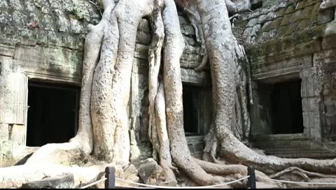 Banyan Tree at Ta Prohm Stock Footage 10727346