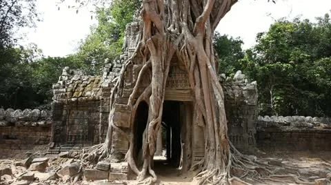 Banyan Tree at Ta Som Stock Footage 12442577