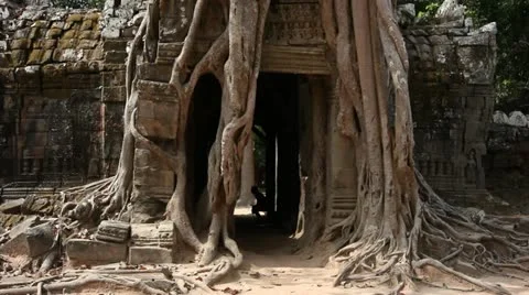 Banyan Tree at Ta Som Stock Footage 12442708
